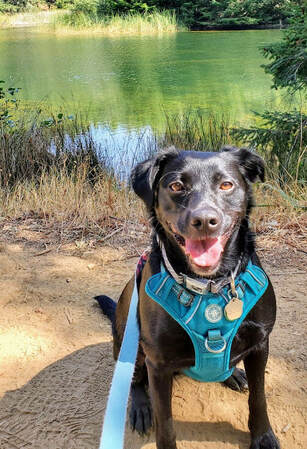 My dog Rothko at the San Antonio Reservoir.